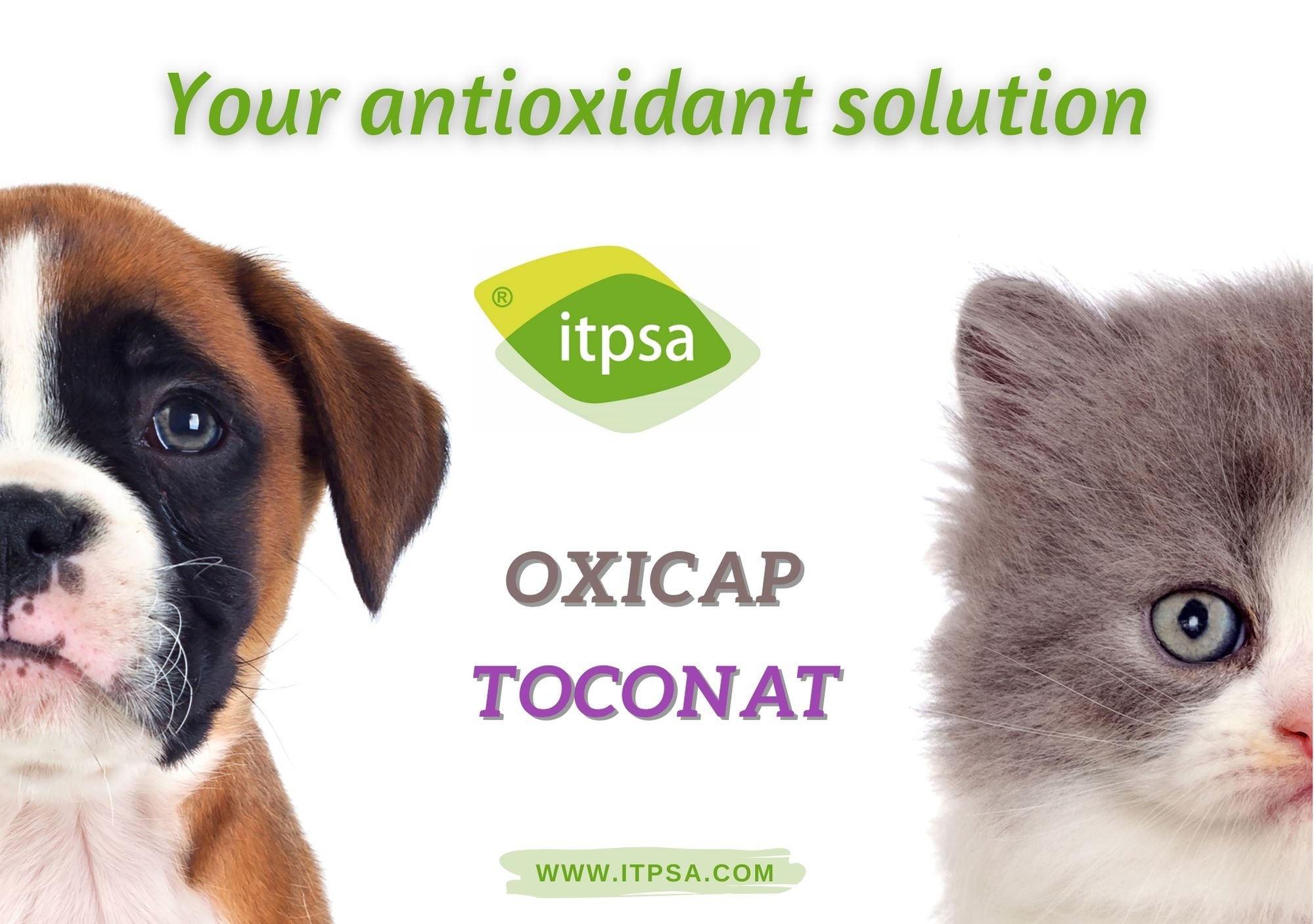 Antioxidant ในอาหารสัตว์ ปลาป่น สารกันหืน