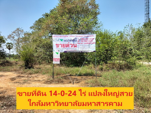 ขายที่ดินเปล่า 14-0-24 ไร่ ต.ขามเรียง อ.กันทรวิชัย จ.มหาสารคาม 